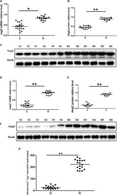 Elevating NagZ Improves Resistance to <mark class="highlighted">β-Lactam Antibiotics</mark> via Promoting AmpC β-Lactamase in Enterobacter cloacae